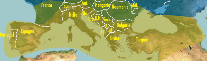 Carto M